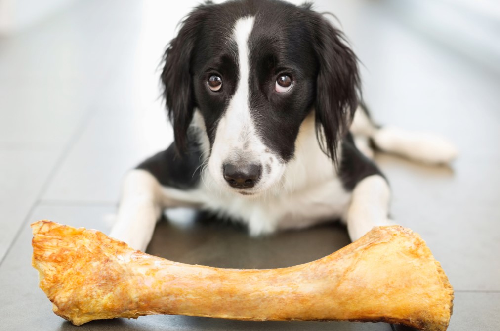 Are Rib Bones Safe For Dogs?
