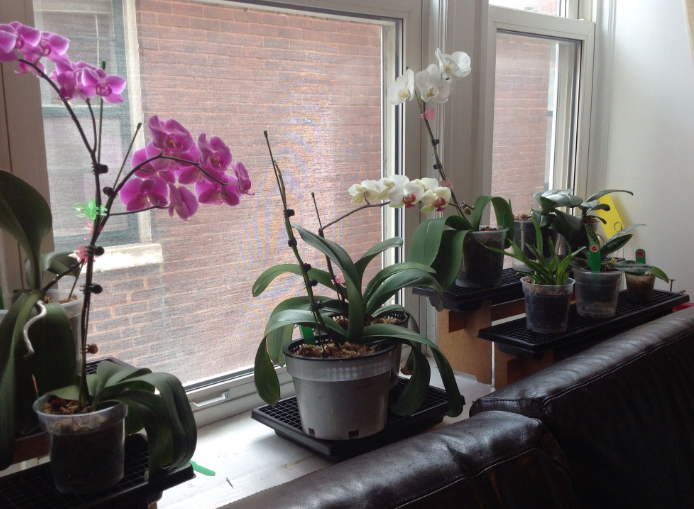 Do Orchids Need Sunlight