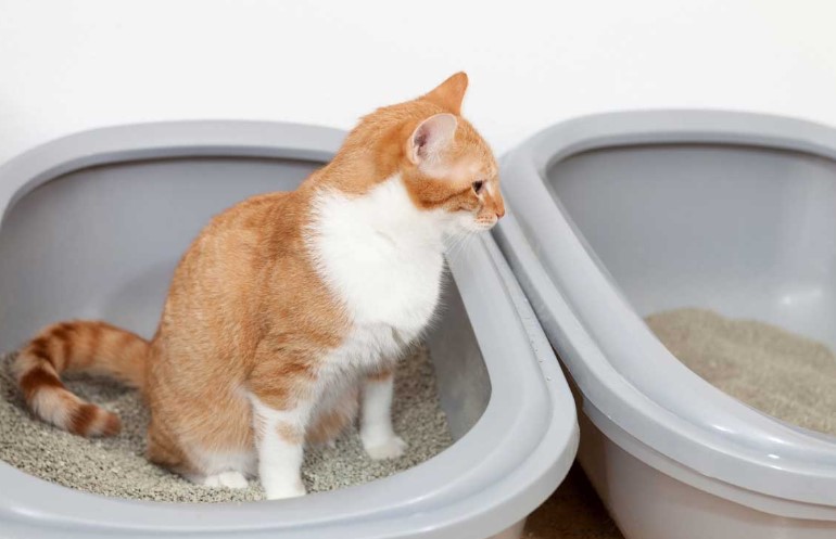 How Often Do Cats Poop