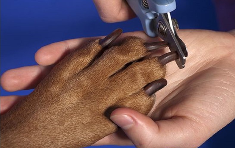 How to Trim Dog Nails