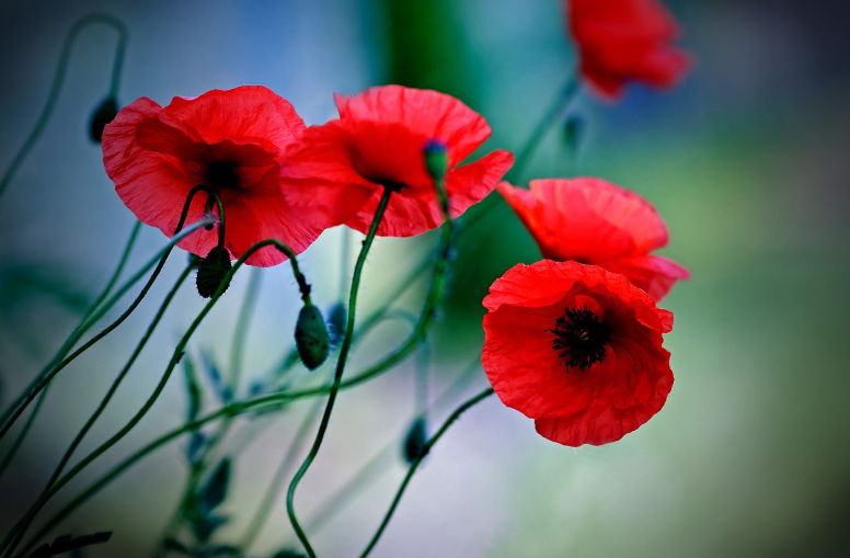 Poppy Flower Care and Meaning