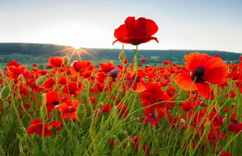 Why are poppy flowers banned?