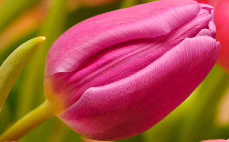 Tulip Flower Care and Meaning