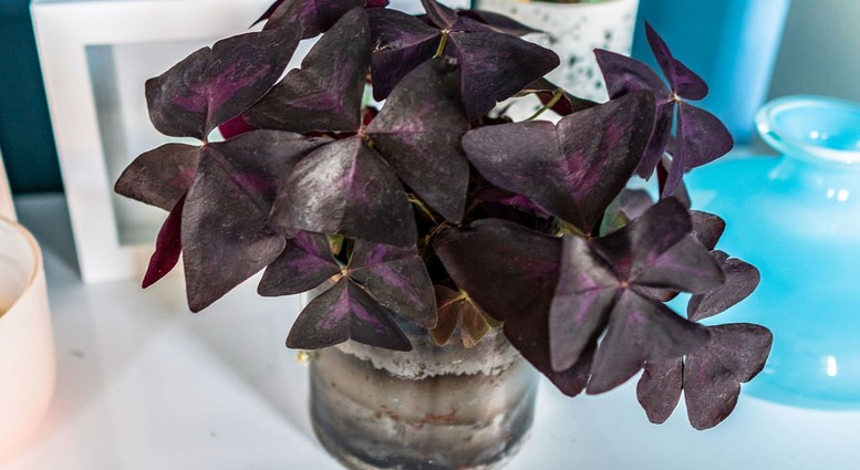 Where should Oxalis triangularis be placed?