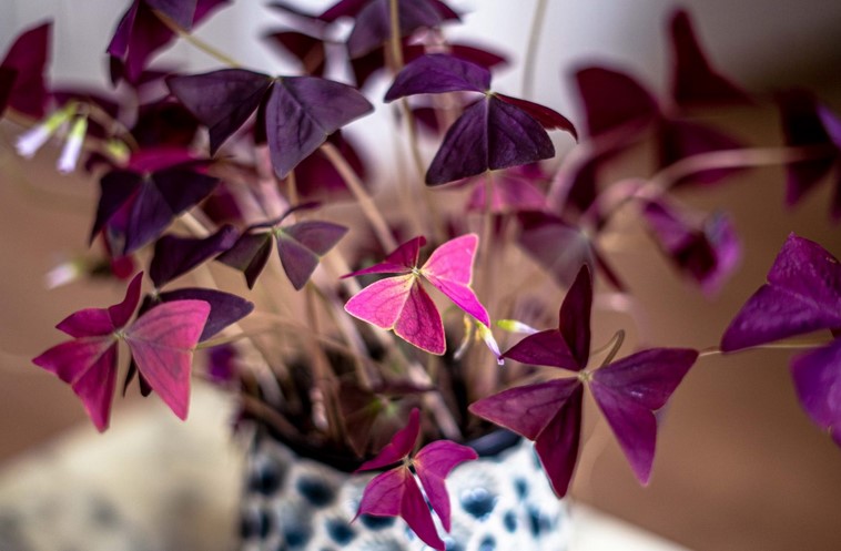 Oxalis Triangularis Care