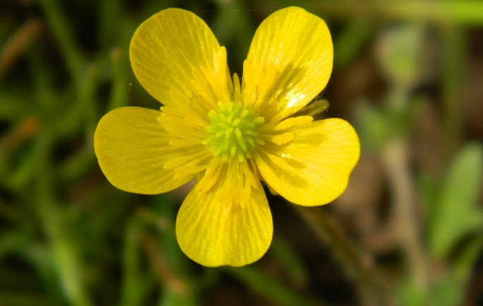 What happens if you touch a buttercup?